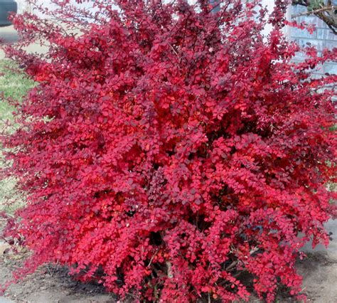 red leaf barberry shrub.